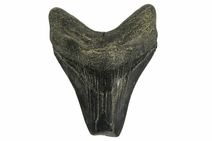 Fossil Megalodon Tooth - Georgia #332846